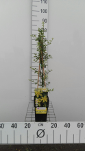 Planten Jasminum nudiflorum   pot   50 60 cm  