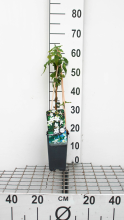 Planten Jasminum officinale   pot   50 60 cm  