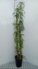 Planten Jasminum officinale   pot 4,5L   80 100 cm