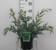 Planten Juniperus chinensis 'Blue Alps'   pot   25 30 cm
