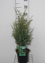 Planten Juniperus communis 'Hibernica'   pot   30 40 cm