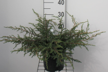 Planten Juniperus communis 'Repanda'   pot   25 30 cm  
