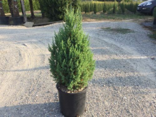 Planten Juniperus chinensis 'Stricta'   pot 10L   50 60 cm