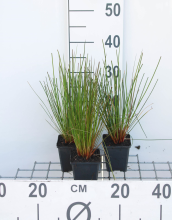 Planten Juncus effusus   pot 9x9 cm  