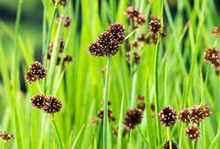 Planten Juncus effusus   biopot diameter 7 cm