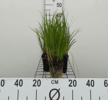 Planten Juncus ensifolius   pot 9x9 cm