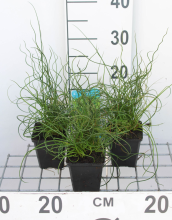 Planten Juncus effusus 'Spiralis'   pot 9x9 cm  