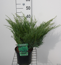 Planten Juniperus horizontalis 'Andorra Compact'   pot   25 30 cm