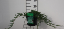 Planten Juniperus horizontalis 'Wiltonii'   pot   25 30 cm  