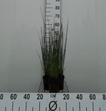 Planten Juncus inflexus   pot 9x9 cm