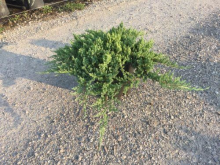 Planten Juniperus procumbens 'Nana'   pot 10L   50 60 cm  