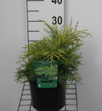 Planten Juniperus x pfitzeriana 'Old Gold'   pot   25 30 cm  