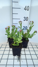 Planten Kalimeris incisa 'Madiva'   pot 9x9 cm  