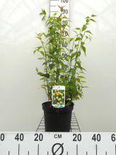 Planten Kerria japonica 'Pleniflora'   pot   50 60 cm
