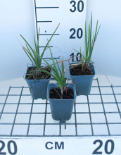 Planten Kniphofia 'Alcazar'   pot 9x9 cm  