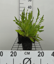 Planten Knautia macedonica   pot 9x9 cm  