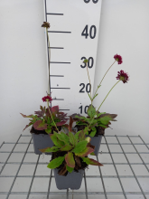 Planten Knautia macedonica 'Mars Midget'   pot 9x9 cm