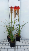 Planten Kniphofia 'Papaya Popsicle'   pot 9x9 cm