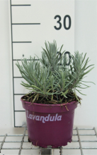 Planten Lavandula angustifolia 'Dwarf Blue'   pot 1,5L (Lavendel)  