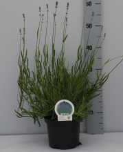 Planten Lavandula angustifolia 'Dwarf Blue'   pot 2L (Lavendel)  