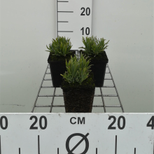 Planten Lavandula angustifolia 'Dwarf Blue'   pot 9x9 cm (Lavendel 'Dwarf')  