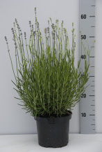 Planten Lavandula angustifolia 'Dwarf Blue'   pot 3L (Lavendel)  