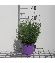 Planten Lavandula angustifolia 'Hidcote'   pot 1,5L (Lavendel)  