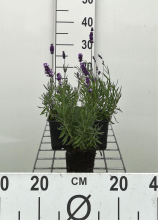 Planten Lavandula angustifolia 'Hidcote'   Lavendel   pot 9x9 cm  