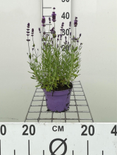 Planten Lavandula angustifolia 'Munstead'   pot 1,5L (Lavendel)  