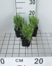 Planten Lavandula angustifolia 'Munstead'   pot 9x9 cm (Lavendel)