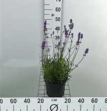 Planten Lavandula angustifolia 'Munstead'   pot 3L (Lavendel)  
