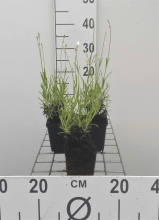 Planten Lavandula angustifolia   pot 9x9 cm (Lavendel)  