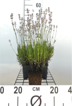 Planten Lavendel rozebloeiend   pot 9x9 cm (Lavandula angustifolia 'Rosea')  