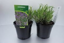 Planten Lavandula x intermedia 'Dutch'   pot 2L (Lavendel)  