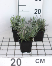 Planten Lavandula x intermedia 'Dutch'   pot 9x9 cm (Lavendel)  