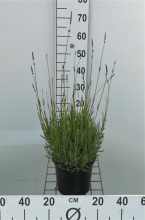 Planten Lavandula x intermedia 'Dutch'   pot 3L (Lavendel)  