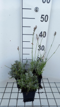 Planten Lavendel witlboeiend   pot 9x9 cm (Lavandula x intermedia 'Edelweiss')  