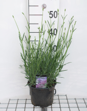 Planten Lavandula x intermedia 'Grosso'   pot 2L  