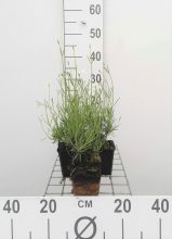 Planten Lavandula x intermedia 'Grosso'   pot 9x9 cm  