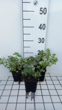 Planten Lamium maculatum 'Pink Pewter'   pot 9x9 cm  