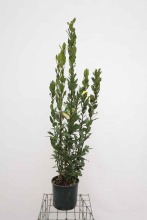 Planten Laurus nobilis   pot 10L   125 150 cm