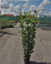 Planten Laurus nobilis   pot 5L   100 125 cm  