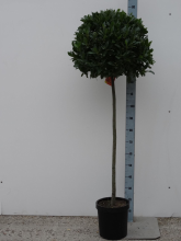Planten Laurus nobilis   pot 25L   bolvorm op stamhoogte 100cm   Diameter 50 55 cm  