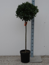Planten Laurus nobilis   pot 5L   bolvorm op stamhoogte 80cm   Diameter 50 55 cm