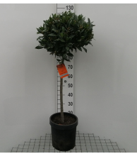 Planten Laurus nobilis   pot 5L   bolvorm op stamhoogte 60cm   Diameter 40 45 cm