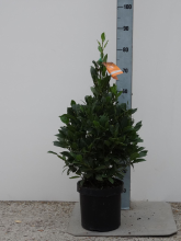 Planten Laurus nobilis   pot 25L   80 90 cm   piramidevorm
