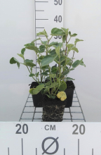 Planten Lavatera 'Rosea'   pot 9x9 cm