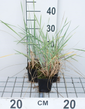 Planten Leymus arenarius   pot 9x9 cm