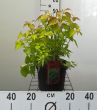 Planten Leycesteria formosa 'Notbruce' (Golden Lanterns)   pot   40 50 cm