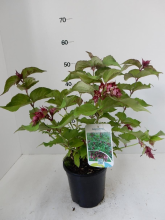 Planten Leycesteria formosa   pot   40 50 cm  
